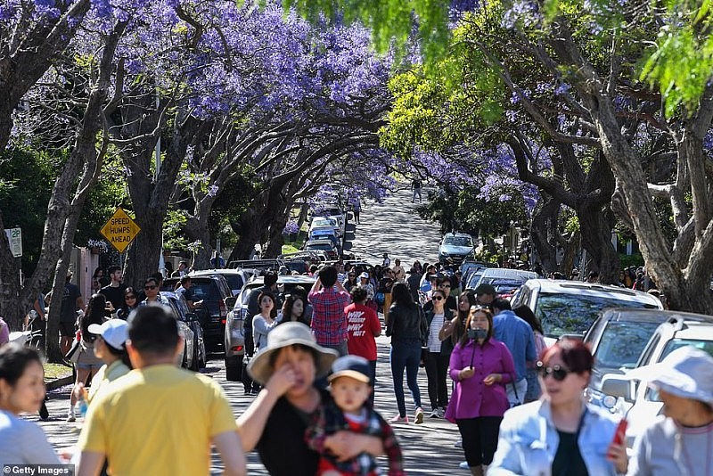 绝美蓝花楹盛开，悉尼居民却怒了！上百游人蜂拥而至，凹造型拍照阻塞交通（视频/组图） - 7