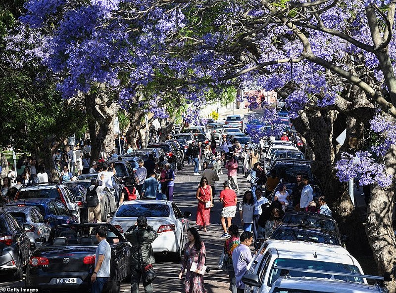 绝美蓝花楹盛开，悉尼居民却怒了！上百游人蜂拥而至，凹造型拍照阻塞交通（视频/组图） - 8