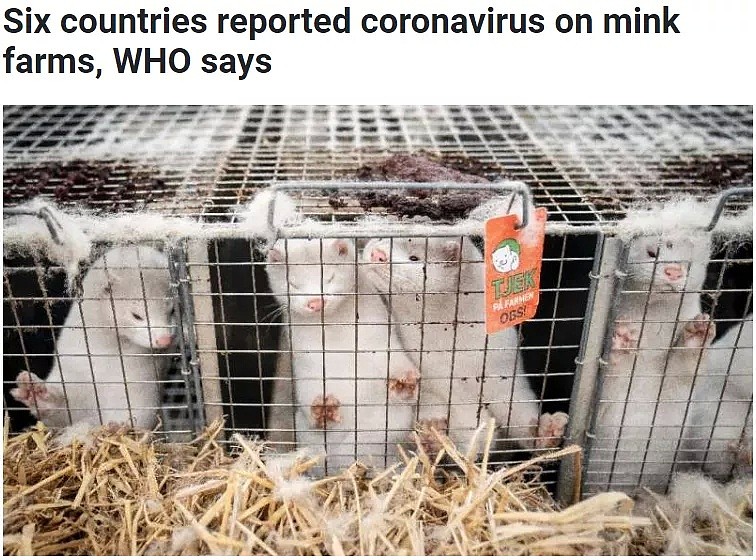 全世界新冠确诊超5000万！欧洲爆发动物传人病例，这种变异病毒对当前所有疫苗都免疫（组图） - 2