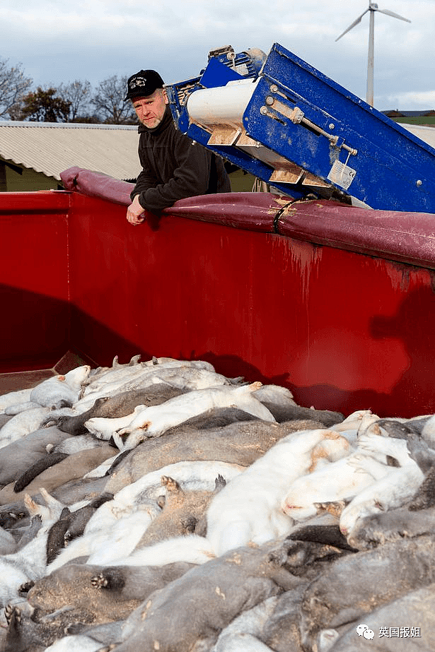 怕被传染新冠，丹麦下令杀光全国1700万只水貂（组图） - 35