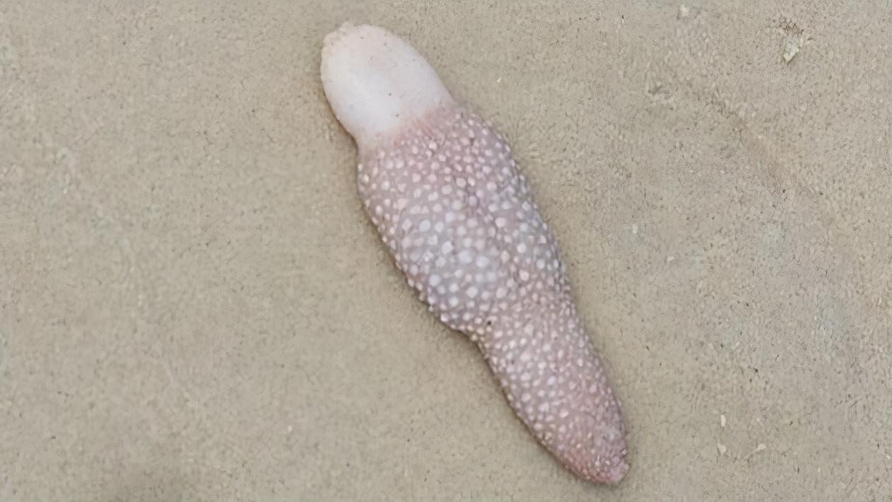 澳洲女海滩散步被神秘生物绊倒，网友太损：莫非这是特朗普的舌头