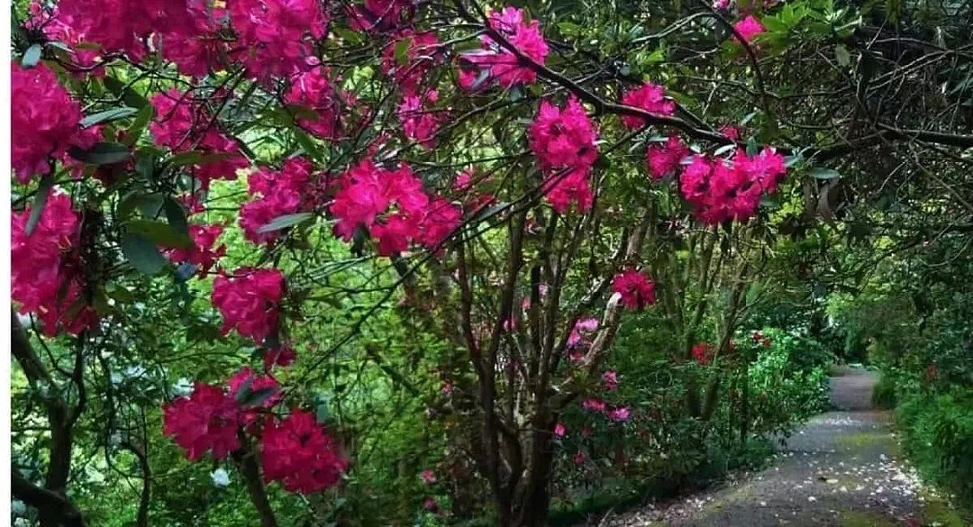 墨尔本夏日赏花宝典来了！去这些地方打卡发朋友圈必须有排面（图） - 16