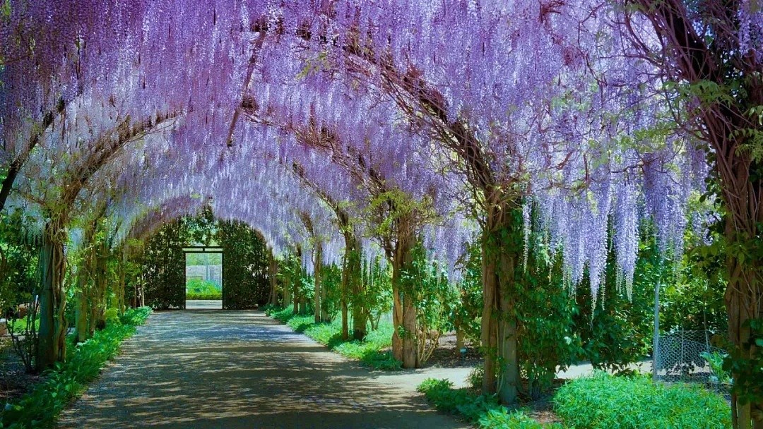 墨尔本夏日赏花宝典来了！去这些地方打卡发朋友圈必须有排面（图） - 35