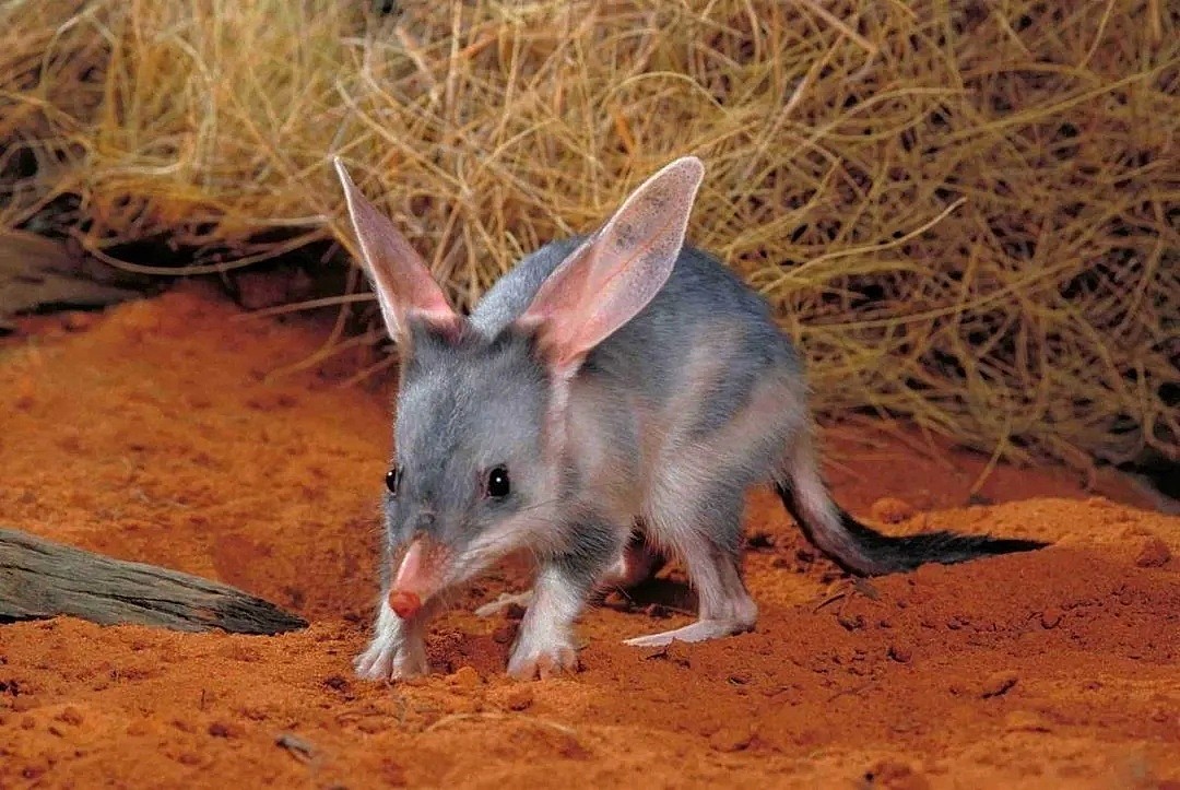墨尔本惊现“神秘生物”！抖音视频引热议，快来看看这些在澳洲发现的奇怪生物（组图） - 11