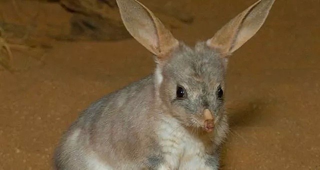 墨尔本惊现“神秘生物”！抖音视频引热议，快来看看这些在澳洲发现的奇怪生物（组图） - 12