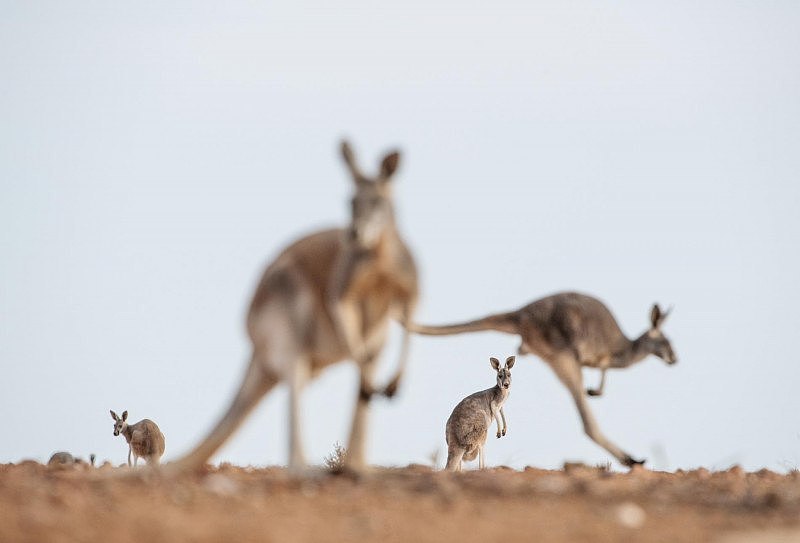 kangaroo-controversy-grassland-national-parka.adapt.1900.1.jpg,0