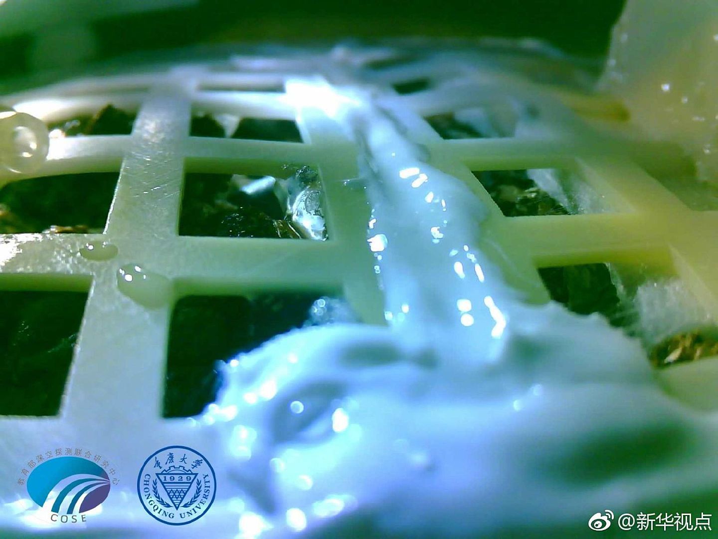 2019年1月15日，嫦娥四号任务搭载的生物科普载荷试验已经结束，从拍摄的图片观察，棉花的种子有发芽的迹象。（微博@新华视点）