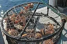 墨尔本海鲜季将至：一起去赶海吧！抓螃蟹、鲍鱼、龙虾…（组图） - 3