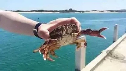 墨尔本海鲜季将至：一起去赶海吧！抓螃蟹、鲍鱼、龙虾…（组图） - 4