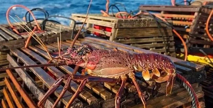 墨尔本海鲜季将至：一起去赶海吧！抓螃蟹、鲍鱼、龙虾…（组图） - 13