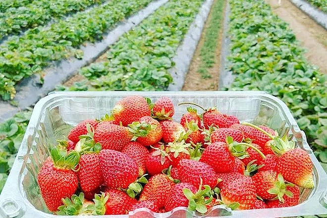 免费入场！墨尔本周边5大「超新鲜果园」！畅吃脆甜爆汁草莓、清爽可口蓝莓 - 11