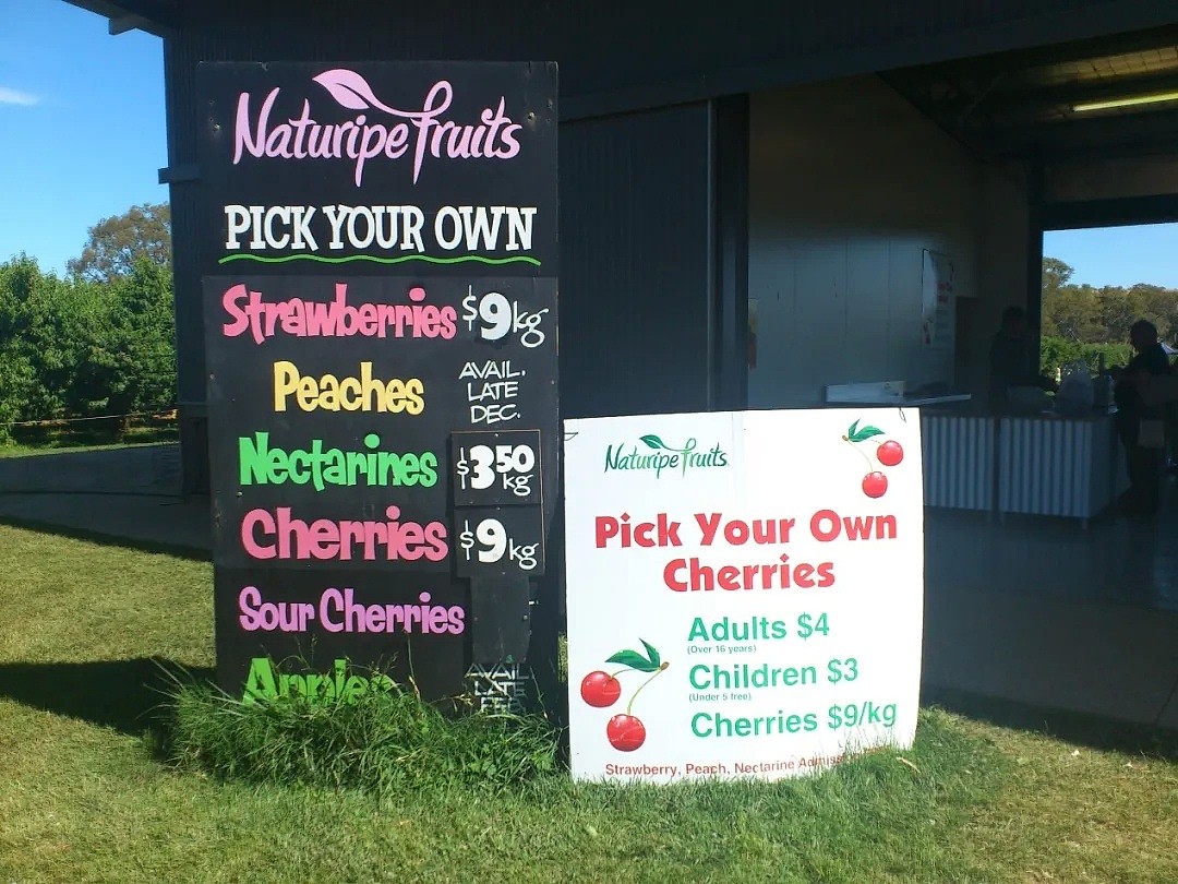 免费入场！墨尔本周边5大「超新鲜果园」！畅吃脆甜爆汁草莓、清爽可口蓝莓 - 13
