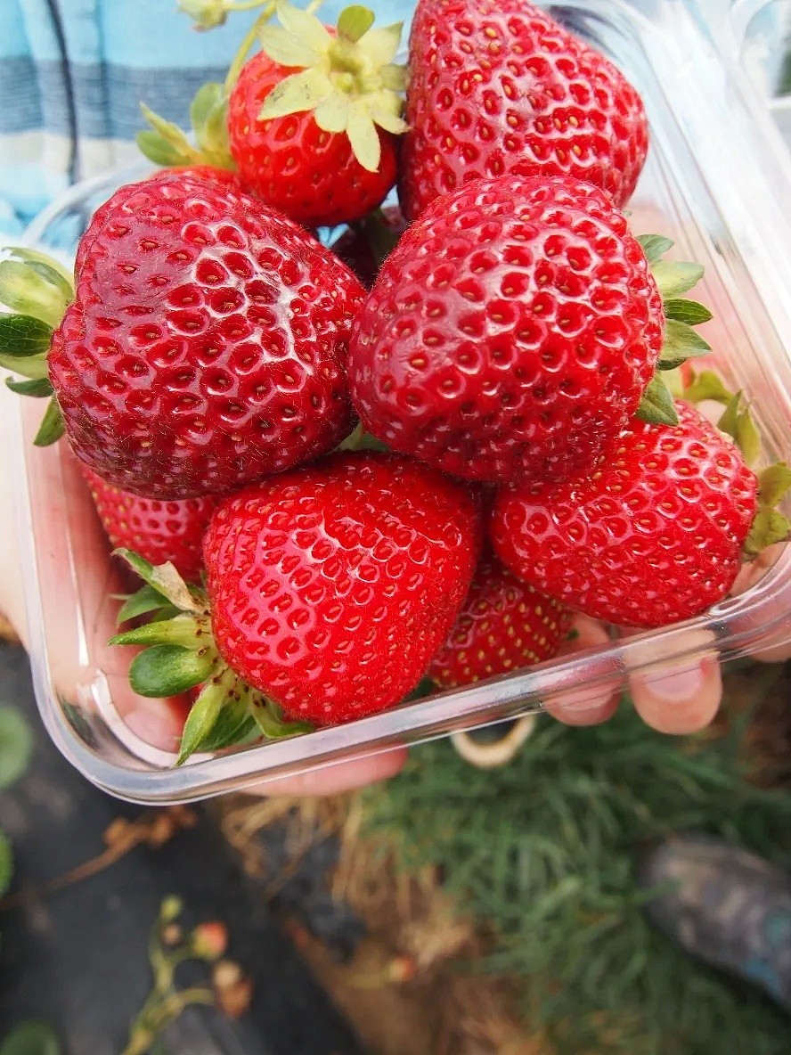 免费入场！墨尔本周边5大「超新鲜果园」！畅吃脆甜爆汁草莓、清爽可口蓝莓 - 19