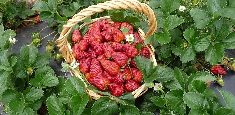 免费入场！墨尔本周边5大「超新鲜果园」！畅吃脆甜爆汁草莓、清爽可口蓝莓 - 21