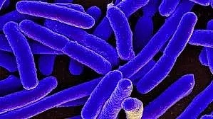 莫纳什专家警告：警惕超级细菌，每年或致2万澳人死亡！这种常见生物竟是感染源... - 23