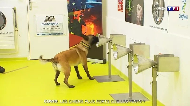核酸阴性却被狗嗅出阳性！完胜拭子，法国将训练数百狗狗筛查新冠（组图） - 6
