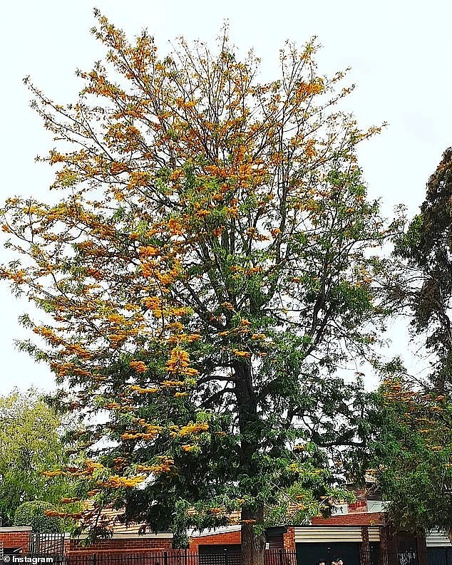 注意！澳洲这种常见的树有毒，墨尔本专家警告：轻则过敏，重则致命（组图） - 3