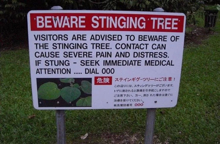 警惕！澳洲这种常见树竟会“杀人”！轻则过敏，重则致命，有人却用它来擦屁股...（组图） - 20