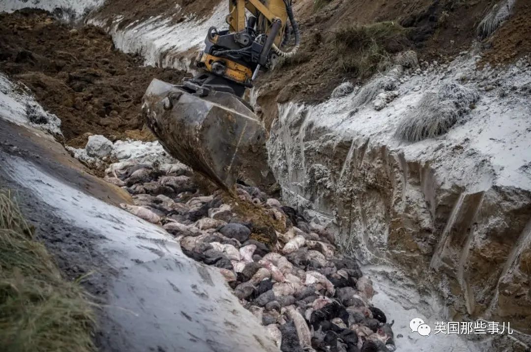 丹麦数千只死貂尸体忽然破土而出涌向地面…网友：僵尸剧情终于来了（组图） - 6