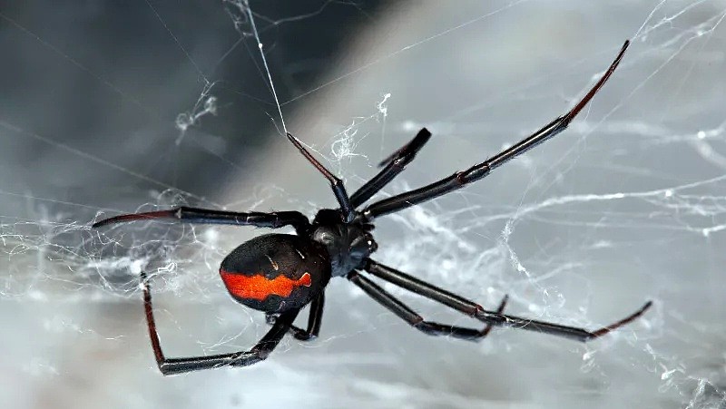 高能预警！新西兰也有像澳洲这么大的蜘蛛了？华人吓惨：现在烧房子还来得及吗（组图） - 10