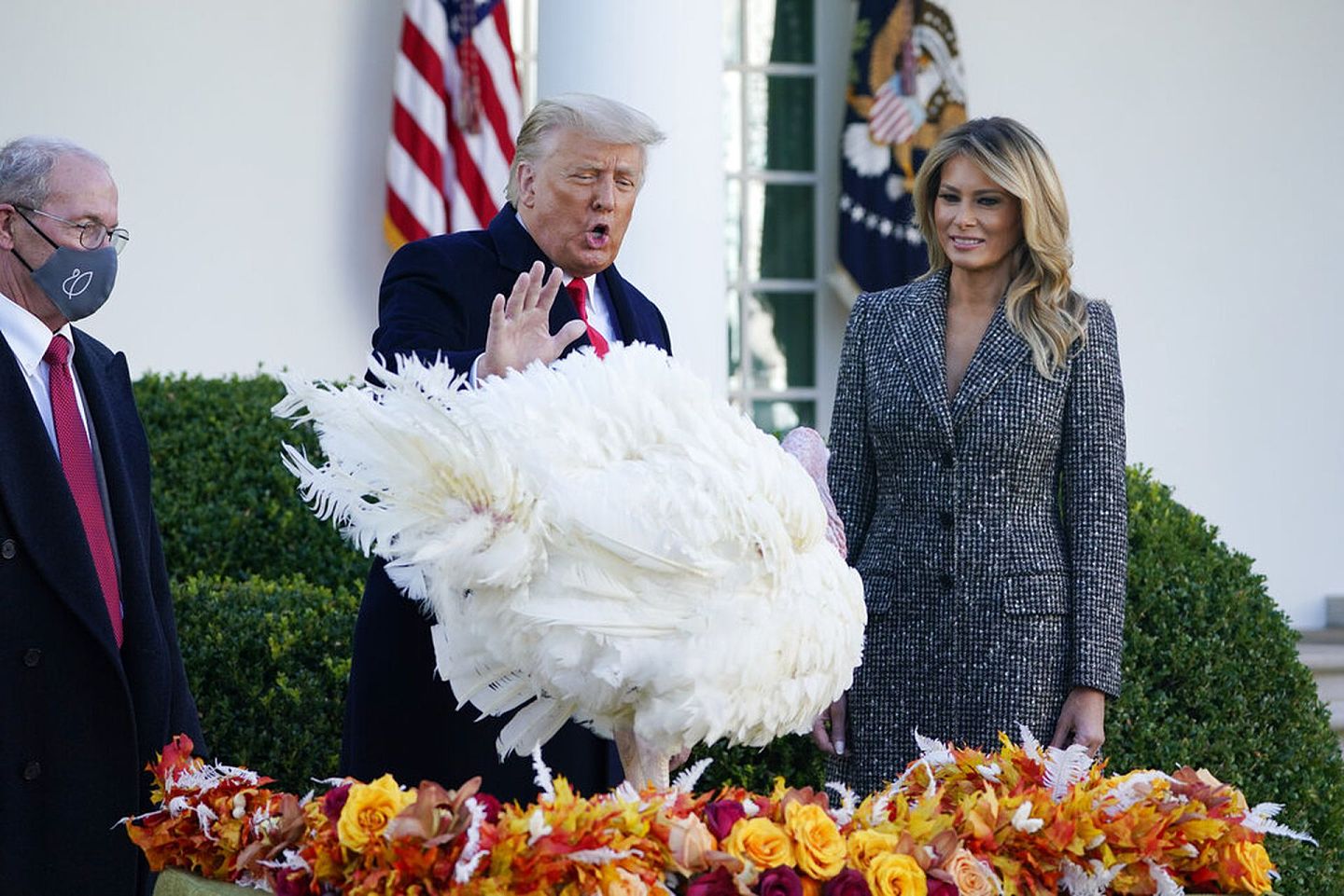 特朗普和第一夫人梅拉尼娅（Melania Trump）11月24日在白宫举行了感恩节火鸡赦免仪式。有许多人出席了这次活动，现在只有特朗普夫妇没有戴口罩。（AP）