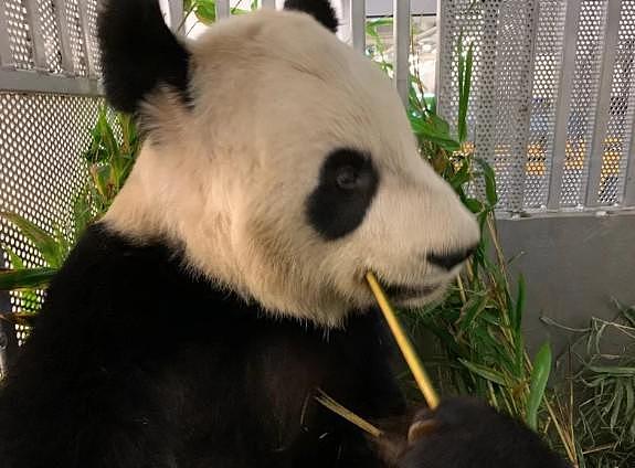 由于疫情难以供应竹子，加拿大卡加立动物园（Calgary Zoo）27日将一对猫熊送上飞机返回中国，这比当初两国协定的归国时间提前了两年多。 图／取自推特