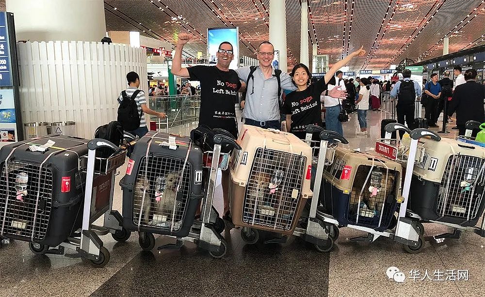 79只中国遗弃犬历经10个月飞抵纽约，其中有七只不幸死亡，居民喜迎家庭新成员（组图） - 10