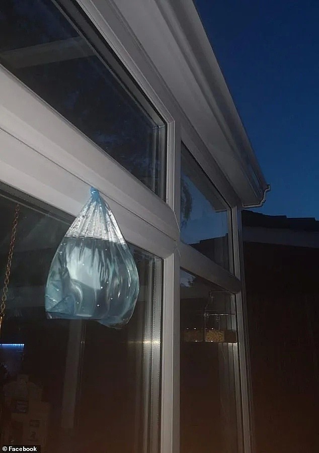 澳洲人亲测有效！家门口挂一个装水的塑料袋就可以驱蝇 - 5