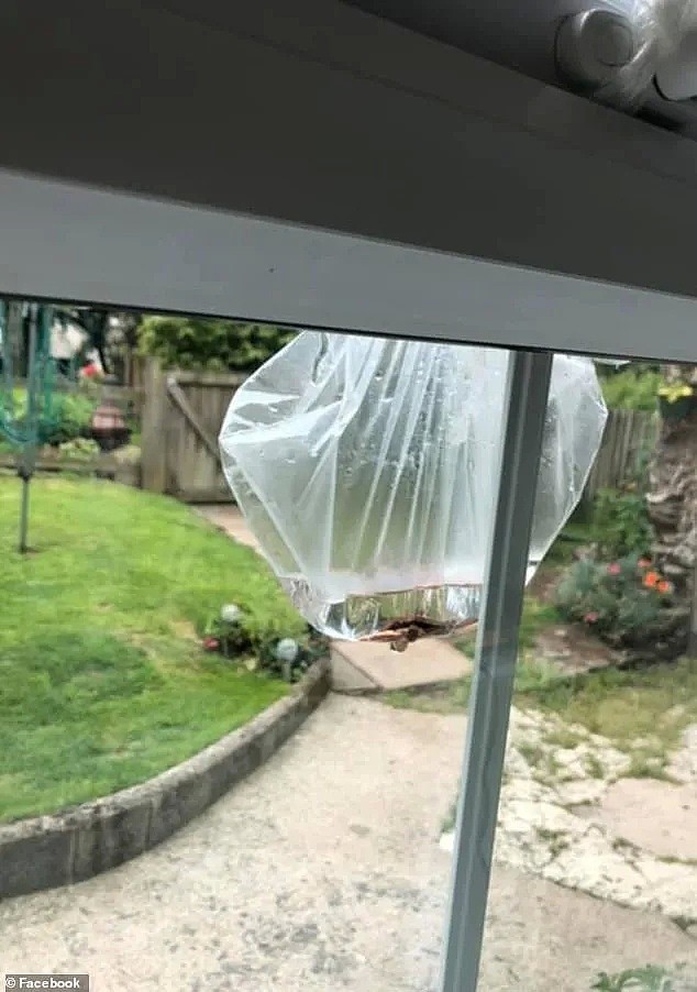澳洲人亲测有效！家门口挂一个装水的塑料袋就可以驱蝇 - 4