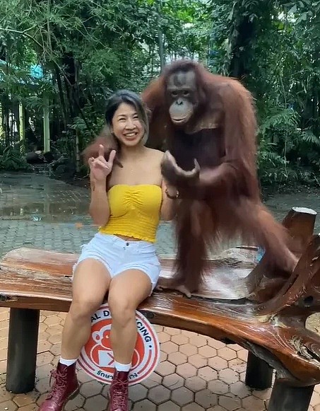 亚裔美女和红毛猩猩合影 惨遭强吻+袭胸 被吃20秒豆腐（视频/组图） - 6