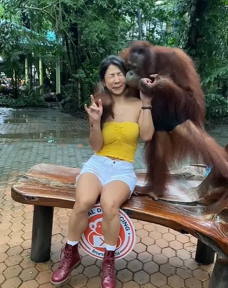 亚裔美女和红毛猩猩合影 惨遭强吻+袭胸 被吃20秒豆腐（视频/组图） - 8