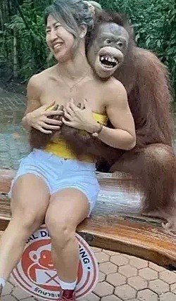 亚裔美女和红毛猩猩合影 惨遭强吻+袭胸 被吃20秒豆腐（视频/组图） - 9