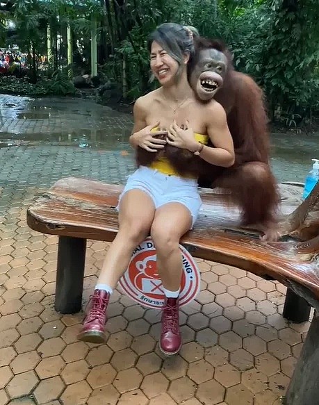 亚裔美女和红毛猩猩合影 惨遭强吻+袭胸 被吃20秒豆腐（视频/组图） - 10