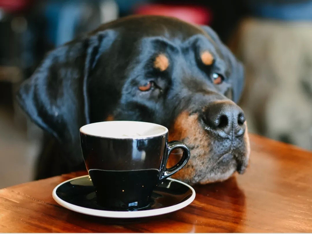 【宠物】悉尼7大热门狗狗友好餐厅！狗狗咖啡、特供菜单、专属花园，简直就是汪星人的天堂啊 - 10
