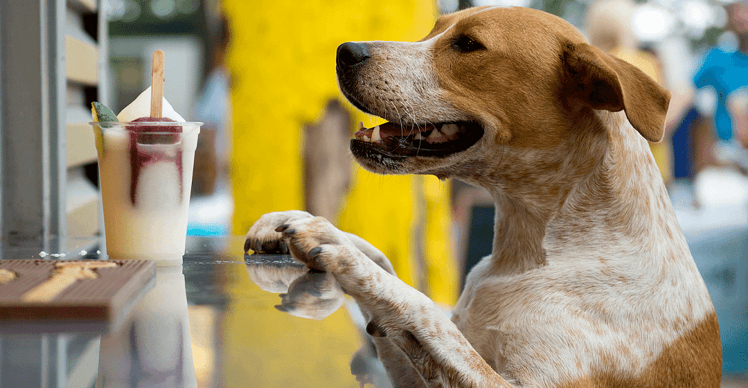 【宠物】悉尼7大热门狗狗友好餐厅！狗狗咖啡、特供菜单、专属花园，简直就是汪星人的天堂啊 - 17