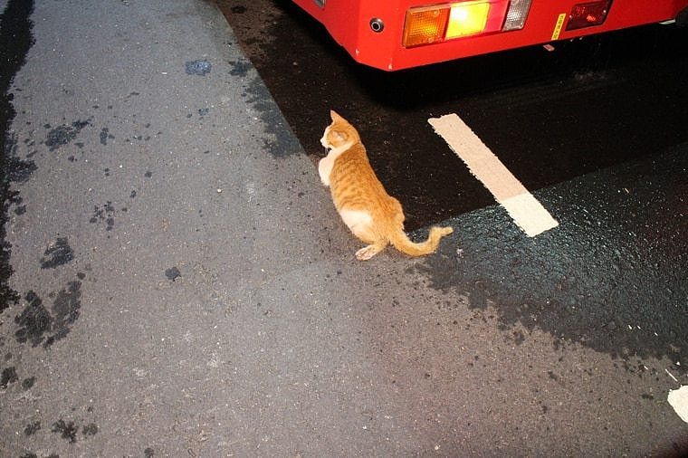 被邱男所救流浪猫在车祸时喷出车外受伤。 民众提供。