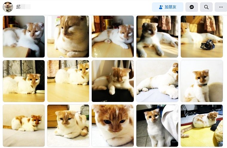 邱男脸书有不少猫咪分享照片。 翻摄邱男脸书。