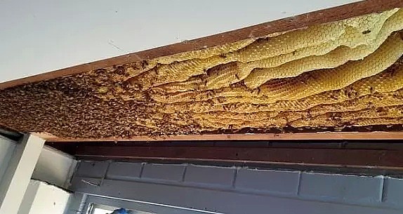 澳洲民宅天花板坠落，暗藏60000只蜜蜂！有一种恐怖，叫做澳大利亚的动物... - 4