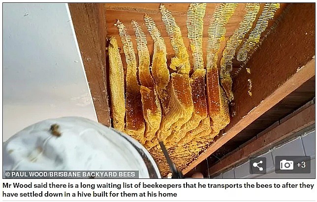 澳洲民宅天花板坠落，暗藏60000只蜜蜂！有一种恐怖，叫做澳大利亚的动物... - 6