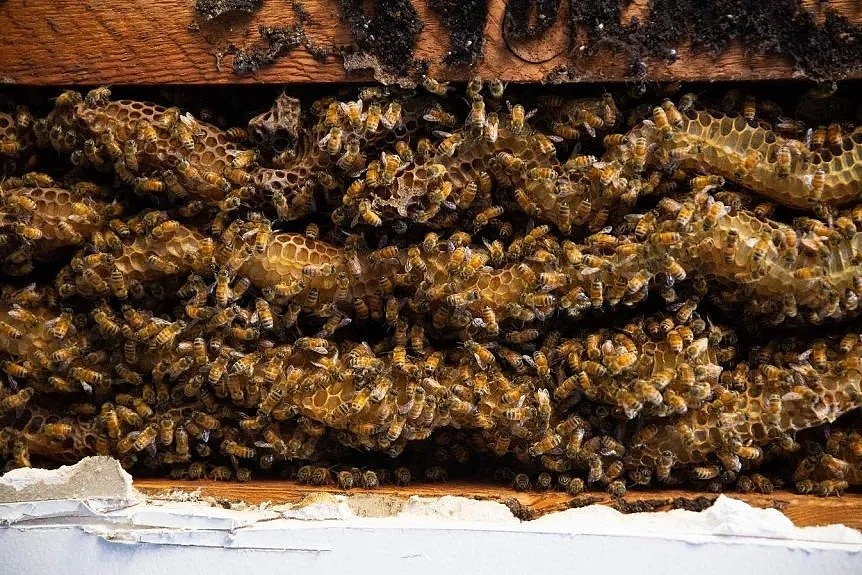 澳洲民宅天花板坠落，暗藏60000只蜜蜂！有一种恐怖，叫做澳大利亚的动物... - 5