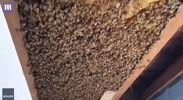 澳洲民宅天花板坠落，暗藏60000只蜜蜂！有一种恐怖，叫做澳大利亚的动物... - 8