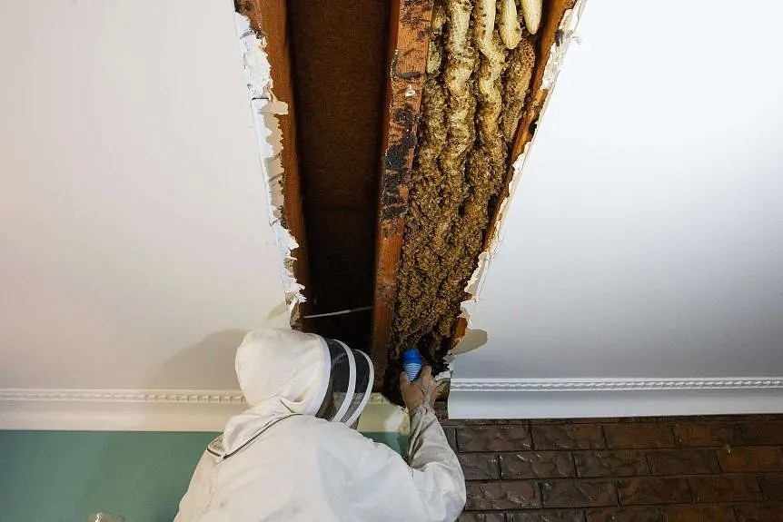澳洲民宅天花板坠落，暗藏60000只蜜蜂！有一种恐怖，叫做澳大利亚的动物... - 9