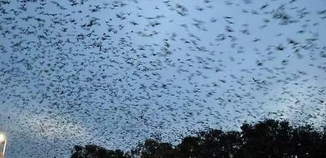 澳洲民宅天花板坠落，暗藏60000只蜜蜂！有一种恐怖，叫做澳大利亚的动物... - 20