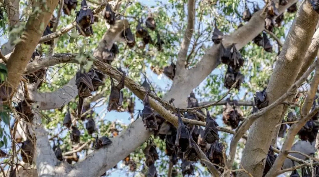 澳洲民宅天花板坠落，暗藏60000只蜜蜂！有一种恐怖，叫做澳大利亚的动物... - 21