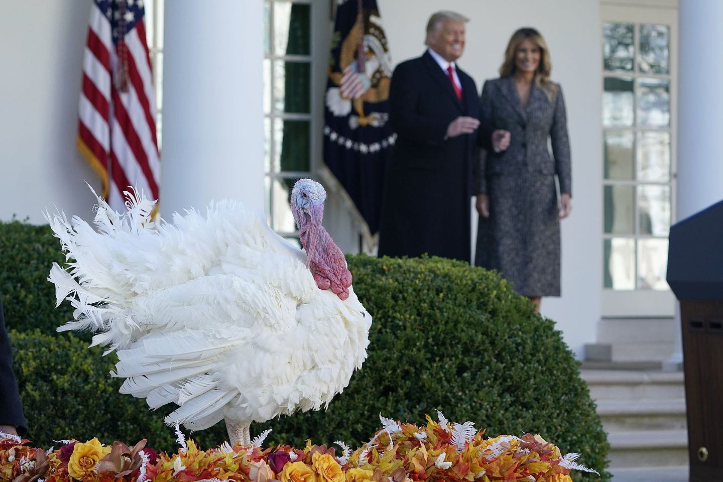 2020年11月24日，特朗普和梅拉尼娅在赦免了感恩节火鸡玉米后走出白宫玫瑰园。（AP）