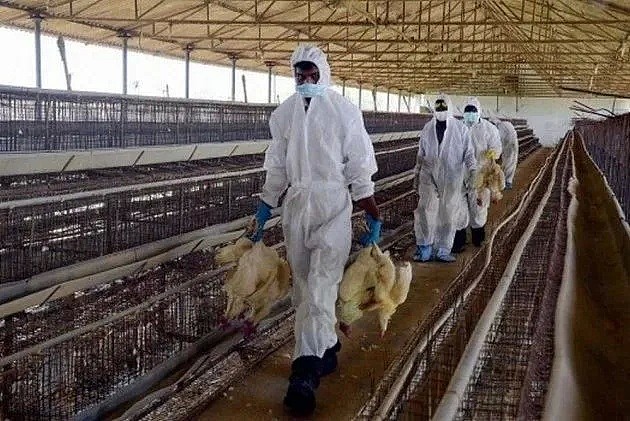 高致病性禽流感病毒在欧洲蔓延，亚洲多国也发现同类病毒！2020年，真是多灾多难（组图） - 12