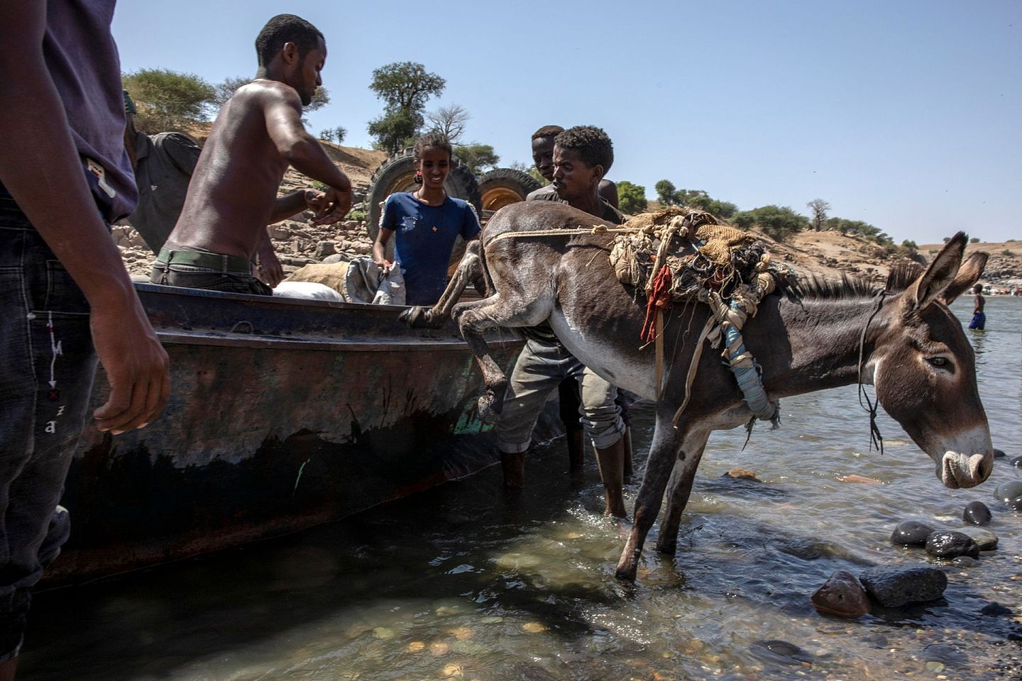 11月21日，苏丹与埃塞俄比亚的边境地区，难民带着驴子渡河。（Nariman El-Mofty／美联社）