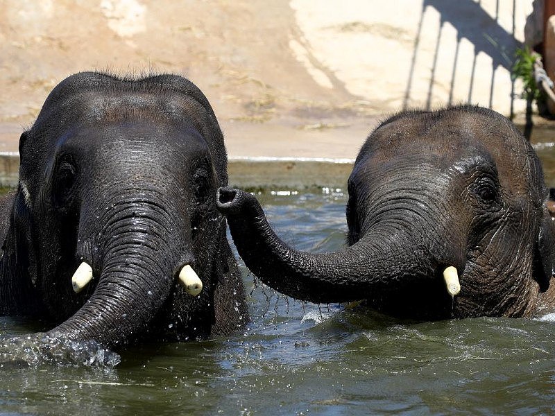 新活力！悉尼动物园迎来两头年轻亚洲象（组图） - 3