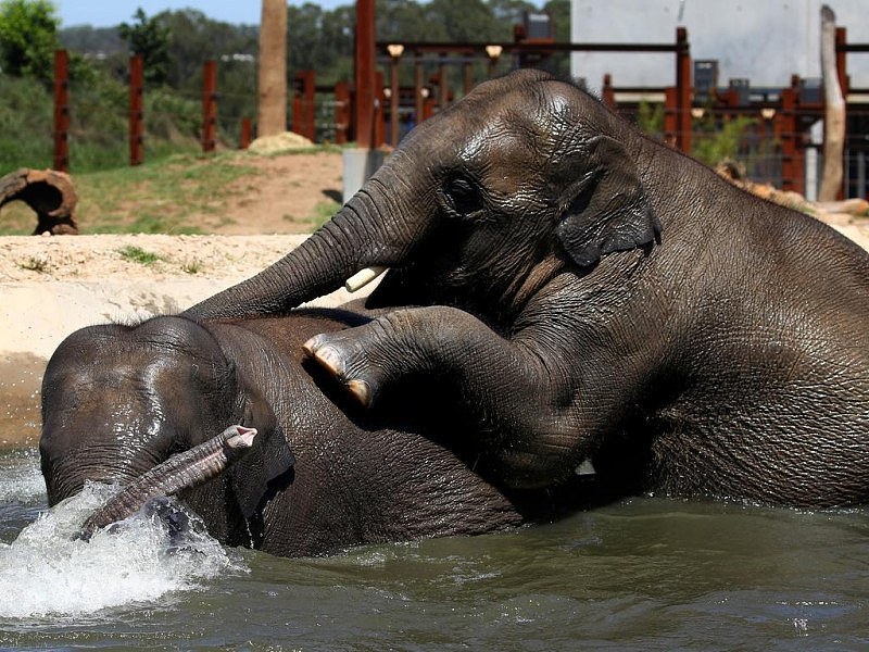 新活力！悉尼动物园迎来两头年轻亚洲象（组图） - 4