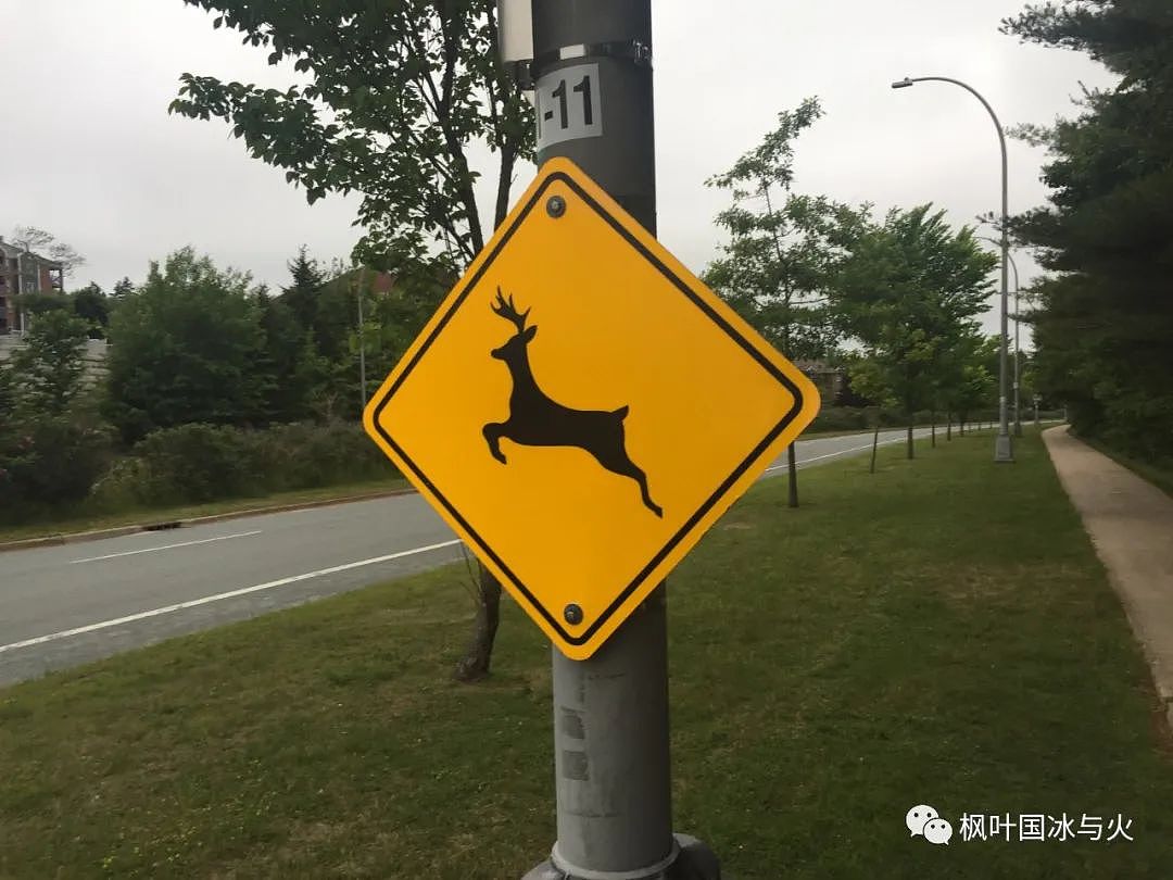 在加拿大路边被撞死的鹿，能不能捡回去炖肉吃？（组图） - 4